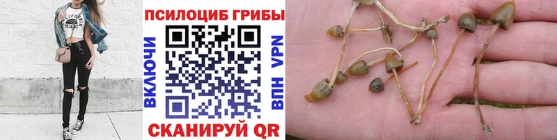 дарк нет официальный сайт  Жуковский  Псилоцибиновые грибы Cubensis 